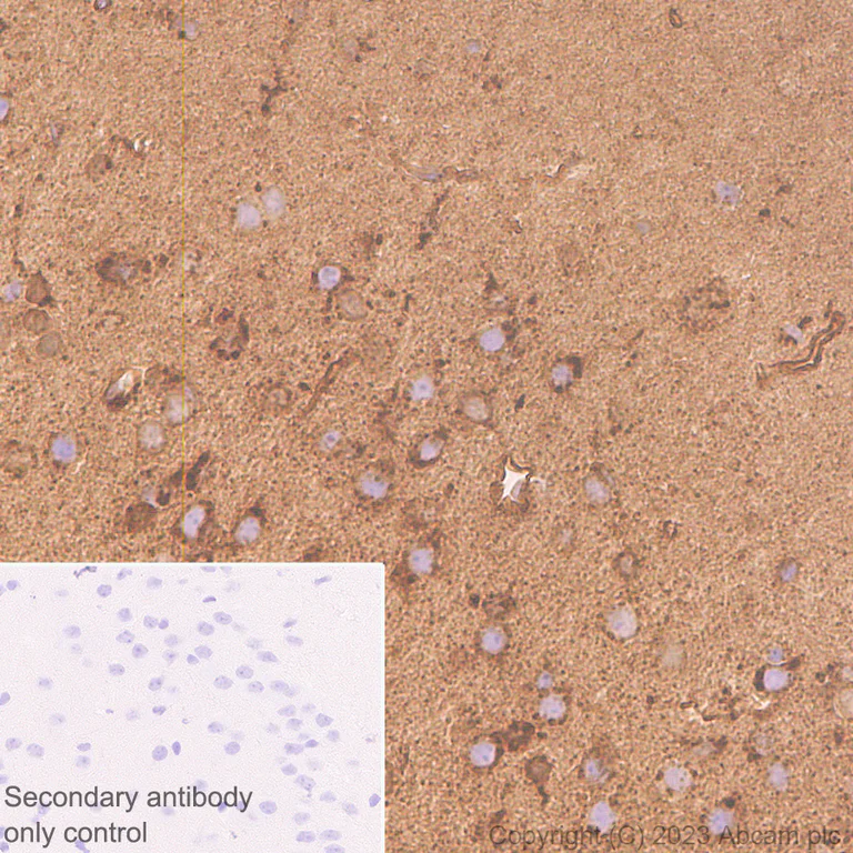 Immunohistochemistry (Formalin/PFA-fixed paraffin-embedded sections) - Anti-SPARCL1 antibody [EPR28135-54] - BSA and Azide free (AB313639)