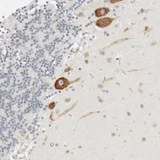 Immunohistochemistry (Formalin/PFA-fixed paraffin-embedded sections) - Anti-Spartan antibody (AB121853)
