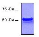 Western blot - Anti-Spastin antibody [Sp 3G11/1] (AB31850)