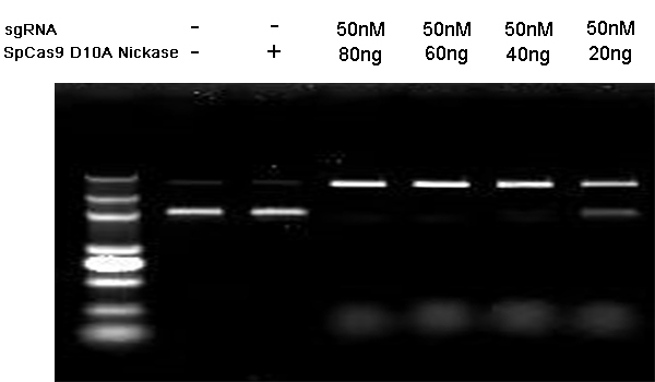 Biological Activity - SpCas9 D10A Nickase (Active) (AB316172), expandable thumbnail