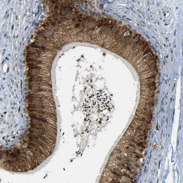 Immunohistochemistry (Formalin/PFA-fixed paraffin-embedded sections) - Anti-SPCS2/SPC25 antibody (AB121395)