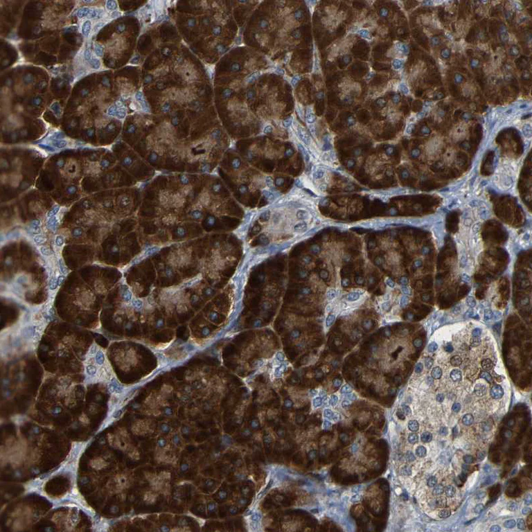 Immunohistochemistry (Formalin/PFA-fixed paraffin-embedded sections) - Anti-SPCS2/SPC25 antibody (AB121395)