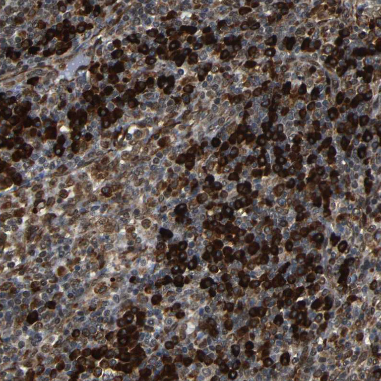 Immunohistochemistry (Formalin/PFA-fixed paraffin-embedded sections) - Anti-SPCS2/SPC25 antibody (AB121395)