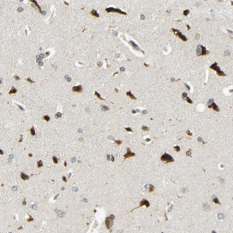 Immunohistochemistry (Formalin/PFA-fixed paraffin-embedded sections) - Anti-SPCS2/SPC25 antibody (AB121395)
