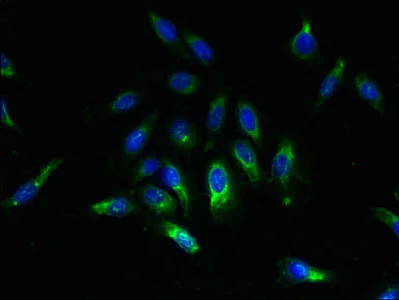 Immunocytochemistry/ Immunofluorescence - Anti-SPCS2/SPC25 antibody (AB236972)