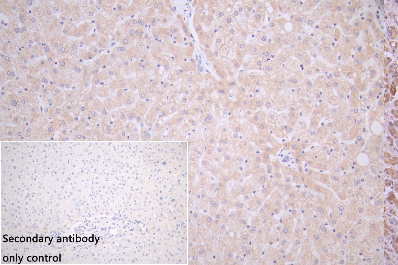 Immunohistochemistry (Formalin/PFA-fixed paraffin-embedded sections) - Anti-SPCS3 antibody (AB235598)