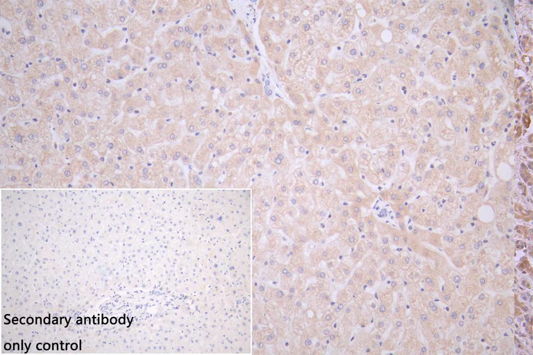 Immunohistochemistry (Formalin/PFA-fixed paraffin-embedded sections) - Anti-SPCS3 antibody (AB235598)