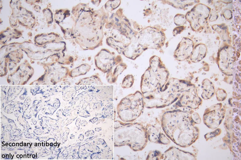 Immunohistochemistry (Formalin/PFA-fixed paraffin-embedded sections) - Anti-SPCS3 antibody (AB235598)