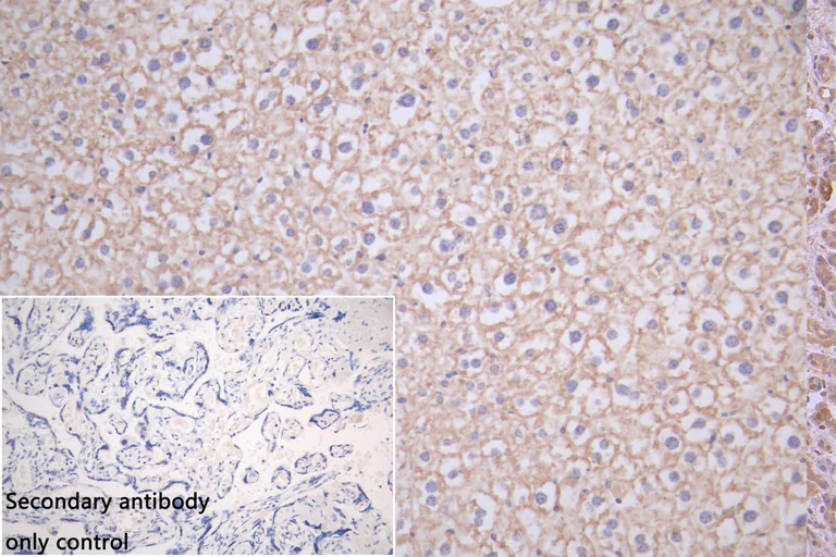 Immunohistochemistry (Formalin/PFA-fixed paraffin-embedded sections) - Anti-SPCS3 antibody (AB235598)