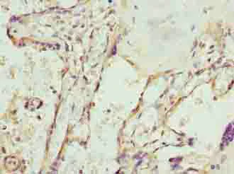 Immunohistochemistry (Formalin/PFA-fixed paraffin-embedded sections) - Anti-SPCS3 antibody (AB235598)
