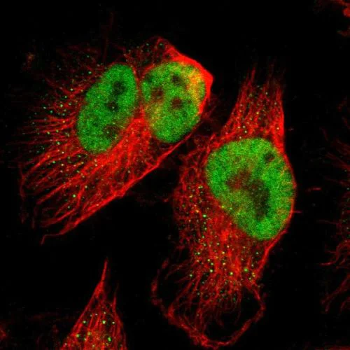 Immunocytochemistry/ Immunofluorescence - Anti-SPEN antibody (AB244347)