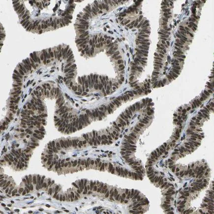 Immunohistochemistry (Formalin/PFA-fixed paraffin-embedded sections) - Anti-SPEN antibody (AB244347)