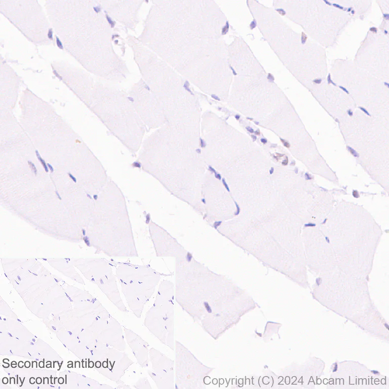 Immunohistochemistry (Formalin/PFA-fixed paraffin-embedded sections) - Anti-SPEN antibody [EPR28618-77] (AB319043)