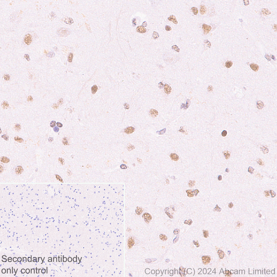 Immunohistochemistry (Formalin/PFA-fixed paraffin-embedded sections) - Anti-SPEN antibody [EPR28618-77] - BSA and Azide free (AB319044)