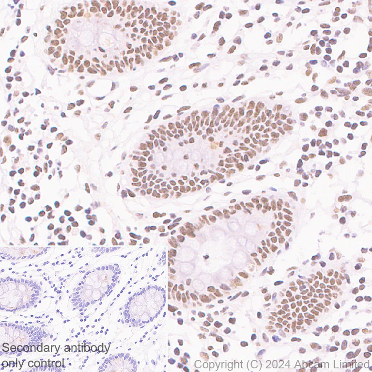 Immunohistochemistry (Formalin/PFA-fixed paraffin-embedded sections) - Anti-SPEN antibody [EPR28618-77] - BSA and Azide free (AB319044)