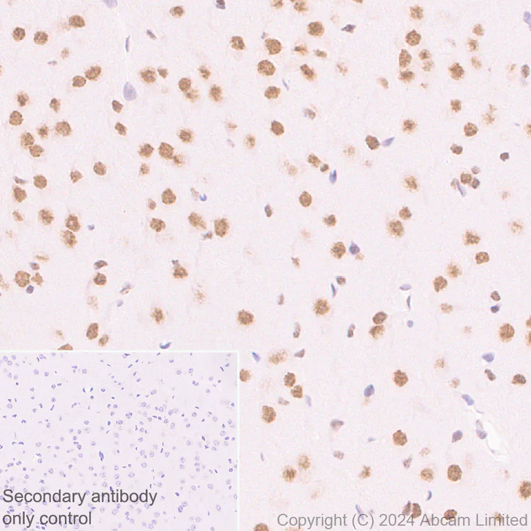 Immunohistochemistry (Formalin/PFA-fixed paraffin-embedded sections) - Anti-SPEN antibody [EPR28618-77] - BSA and Azide free (AB319044)