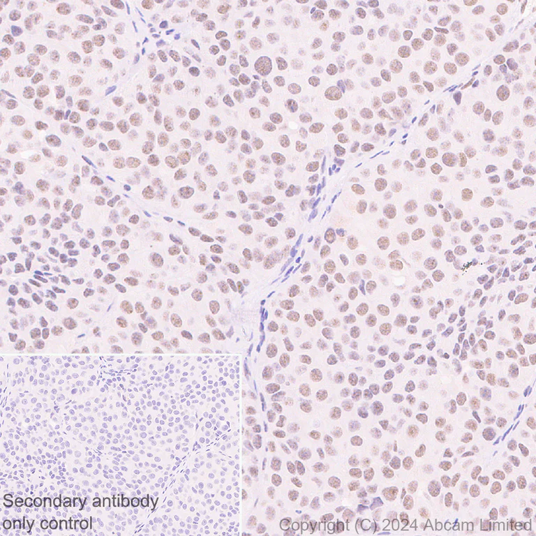 Immunohistochemistry (Formalin/PFA-fixed paraffin-embedded sections) - Anti-SPEN antibody [EPR28618-77] - BSA and Azide free (AB319044)