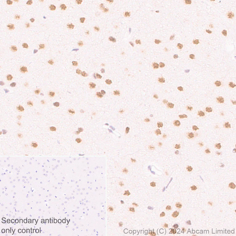 Immunohistochemistry (Formalin/PFA-fixed paraffin-embedded sections) - Anti-SPEN antibody [EPR28618-77] - BSA and Azide free (AB319044)