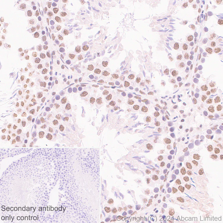 Immunohistochemistry (Formalin/PFA-fixed paraffin-embedded sections) - Anti-SPEN antibody [EPR28618-77] - BSA and Azide free (AB319044)