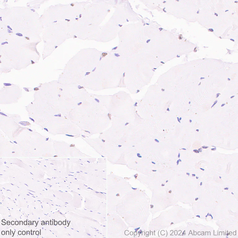 Immunohistochemistry (Formalin/PFA-fixed paraffin-embedded sections) - Anti-SPEN antibody [EPR28618-77] - BSA and Azide free (AB319044)