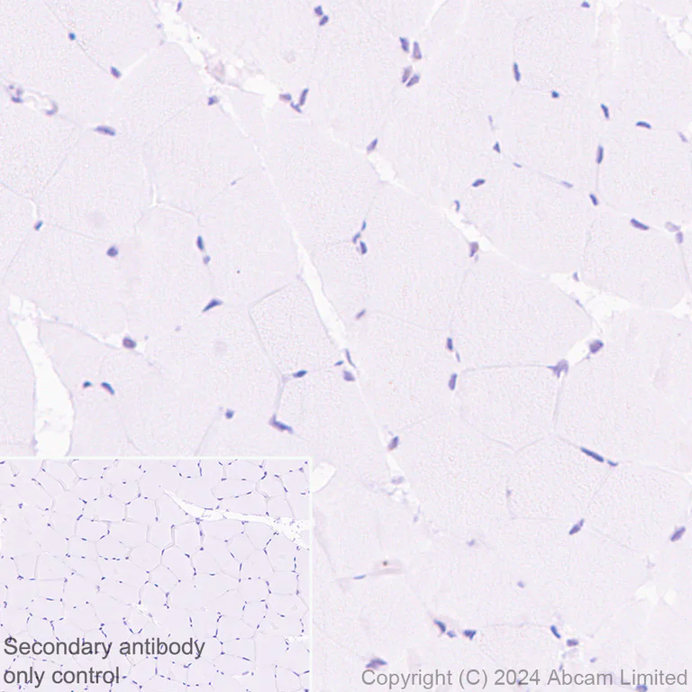Immunohistochemistry (Formalin/PFA-fixed paraffin-embedded sections) - Anti-SPEN antibody [EPR28618-77] - BSA and Azide free (AB319044)