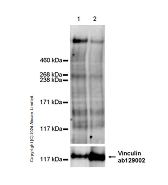 Western blot - Anti-SPEN antibody [EPR28618-77] - BSA and Azide free (AB319044)