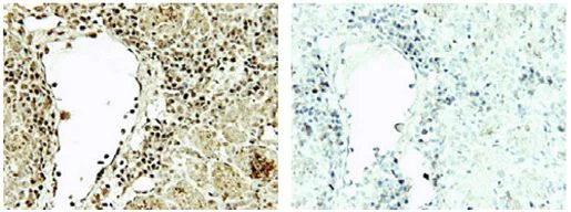 Immunohistochemistry (Formalin/PFA-fixed paraffin-embedded sections) - Anti-Spermidine antibody (AB7318)