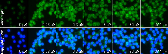 Functional Studies - Spermidine hydrochloride, nNOS inhibitor (AB120057), expandable thumbnail
