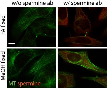 Immunocytochemistry/ Immunofluorescence - Anti-Spermine antibody (AB26975)