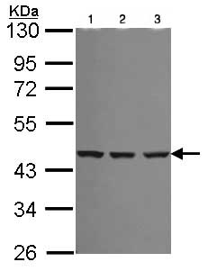 Western blot - Anti-Spermine synthase antibody (AB101458), expandable thumbnail