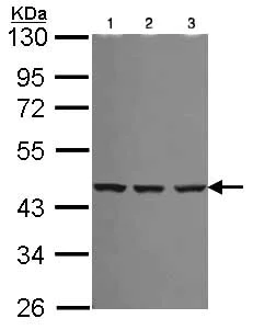 Western blot - Anti-Spermine synthase antibody (AB101458)