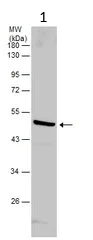 Western blot - Anti-Spermine synthase antibody (AB101458)