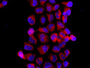 Immunocytochemistry/ Immunofluorescence - Anti-Spermine synthase antibody [EPR9252(B)] - BSA and Azide free (AB240139)