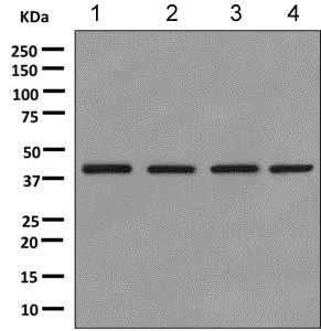 Western blot - Anti-Spermine synthase antibody [EPR9253] - BSA and Azide free (AB248996)
