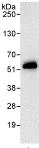 Immunoprecipitation - Anti-SPF45 antibody (AB114968)
