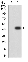 Western blot - Anti-SPG3A/ATL1 antibody [1F6B12] (AB233646)