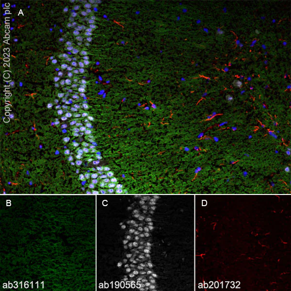 Immunohistochemistry (Frozen sections) - Anti-SPG3A/ATL1 antibody [EPR28057-64] (AB316111)