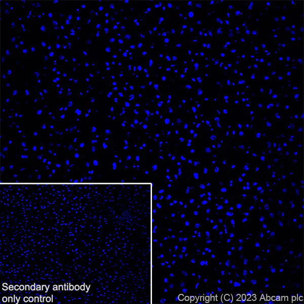 Immunohistochemistry (Frozen sections) - Anti-SPG3A/ATL1 antibody [EPR28057-64] (AB316111)