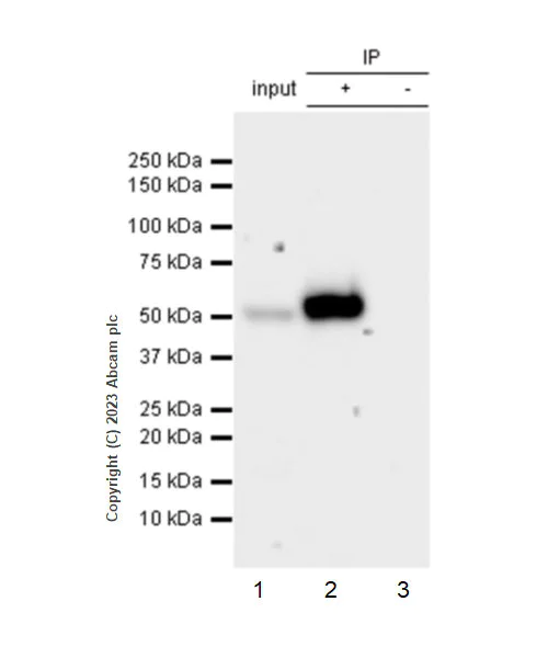 Immunoprecipitation - Anti-SPG3A/ATL1 antibody [EPR28057-64] (AB316111)