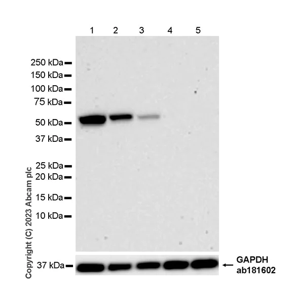Western blot - Anti-SPG3A/ATL1 antibody [EPR28057-64] (AB316111)