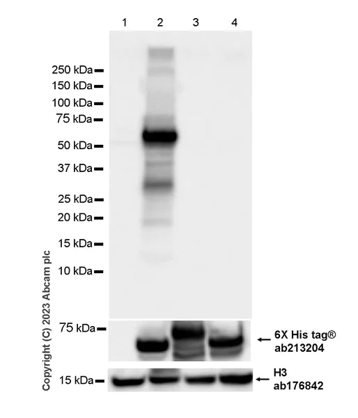 Western blot - Anti-SPG3A/ATL1 antibody [EPR28057-64] (AB316111)