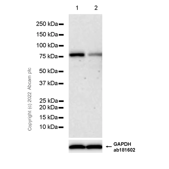 Western blot - Anti-SPG7/PGN antibody [EPR26225-9] (AB305255)