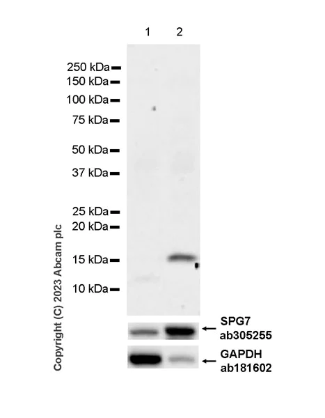 Western blot - Anti-SPG7/PGN antibody [EPR26225-9] (AB305255)