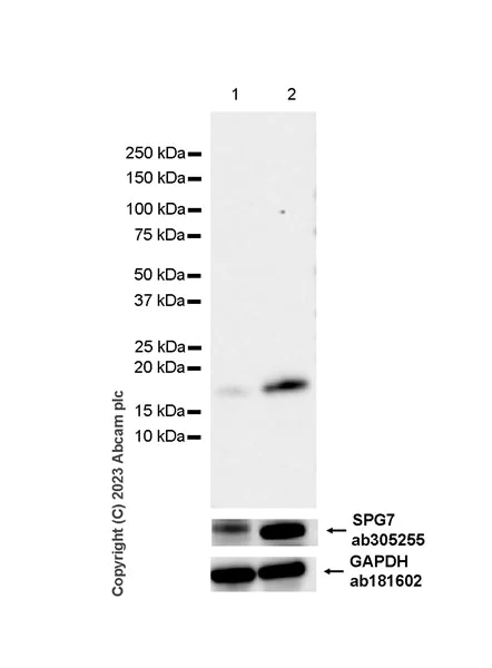 Western blot - Anti-SPG7/PGN antibody [EPR26225-9] (AB305255)