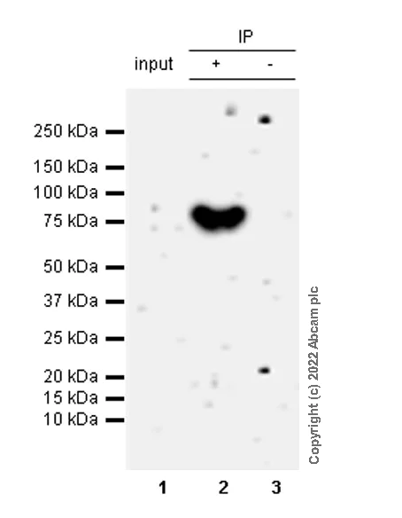 Immunoprecipitation - Anti-SPG7/PGN antibody [EPR26225-9] - BSA and Azide free (AB305256)