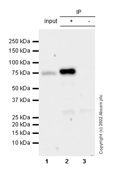 Immunoprecipitation - Anti-SPG7/PGN antibody [EPR26225-9] - BSA and Azide free (AB305256)