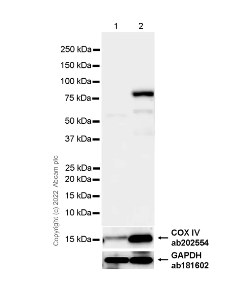 Western blot - Anti-SPG7/PGN antibody [EPR26225-9] - BSA and Azide free (AB305256)