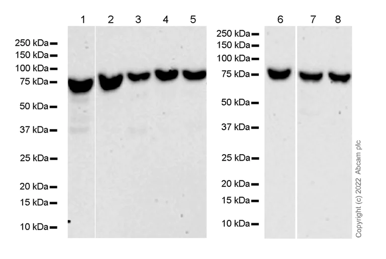 Western blot - Anti-SPG7/PGN antibody [EPR26225-9] - BSA and Azide free (AB305256)