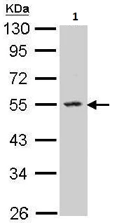 Western blot - Anti-SPHK1 antibody (AB262697)