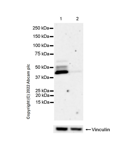 Western blot - Anti-SPHK1 antibody [EPR24511-37] (BSA and Azide free) (AB302715), expandable thumbnail